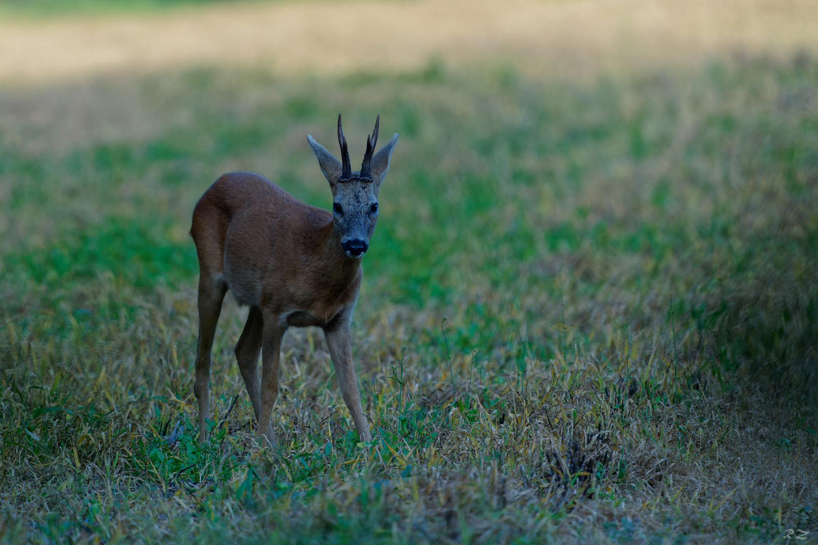 wer zuerst zwinkert. Foto & Bild tiere, wildlife, säugetiere