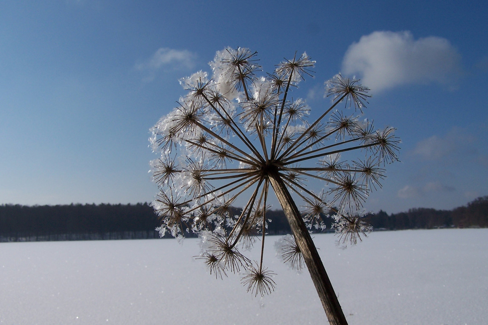 ... Werbellinsee Blume