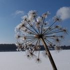 ... Werbellinsee Blume