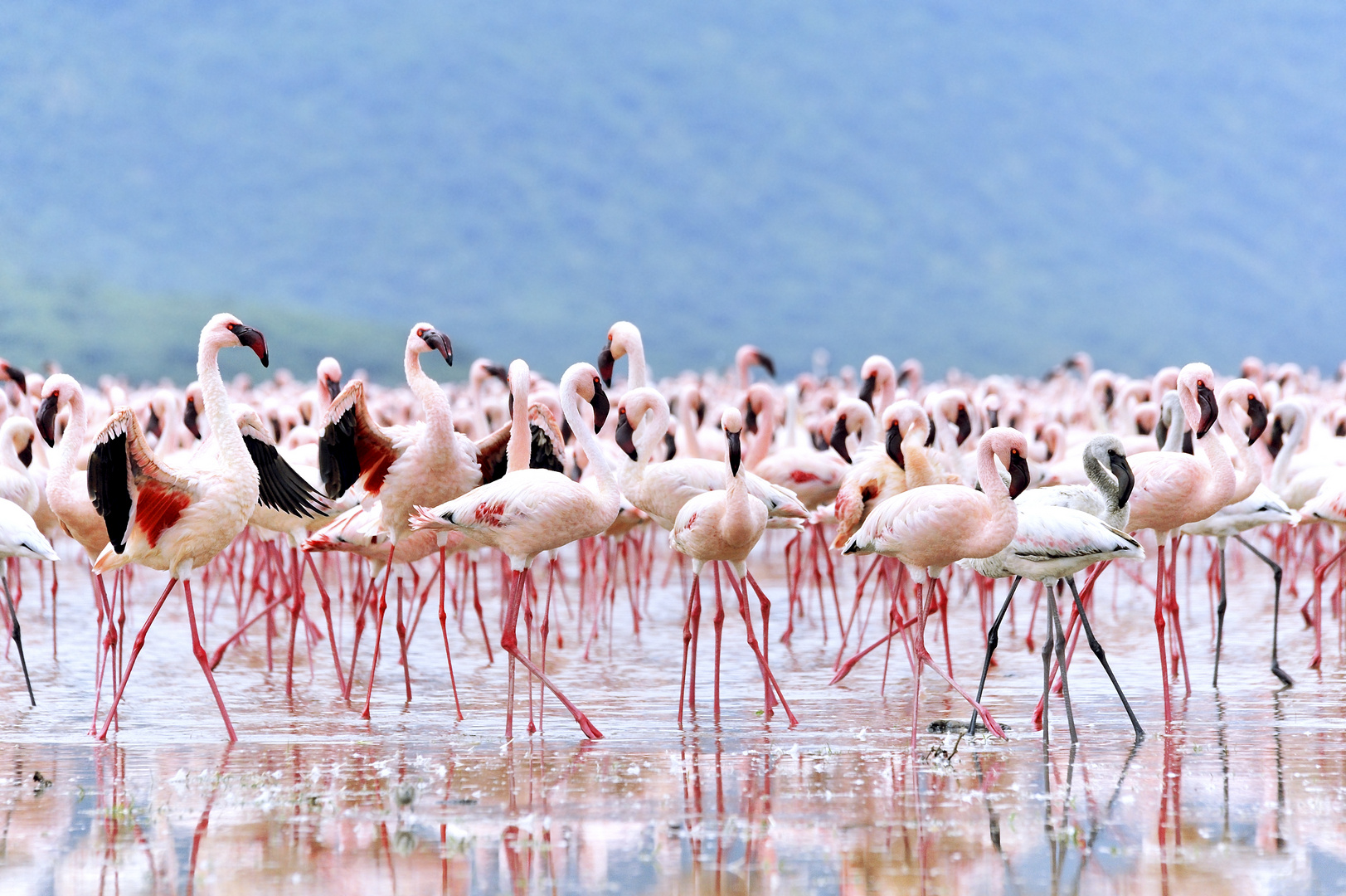 Werben der Flamingos © JF-Fotografie, Jürgen Feuerer