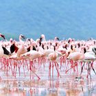 Werben der Flamingos © JF-Fotografie, Jürgen Feuerer