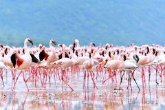 Werben der Flamingos © JF-Fotografie, Jürgen Feuerer