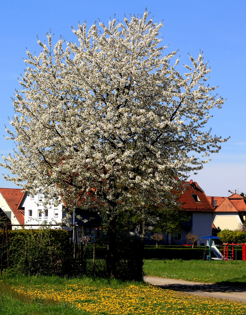 Werben für den Frühling