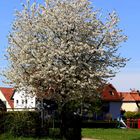 Werben für den Frühling