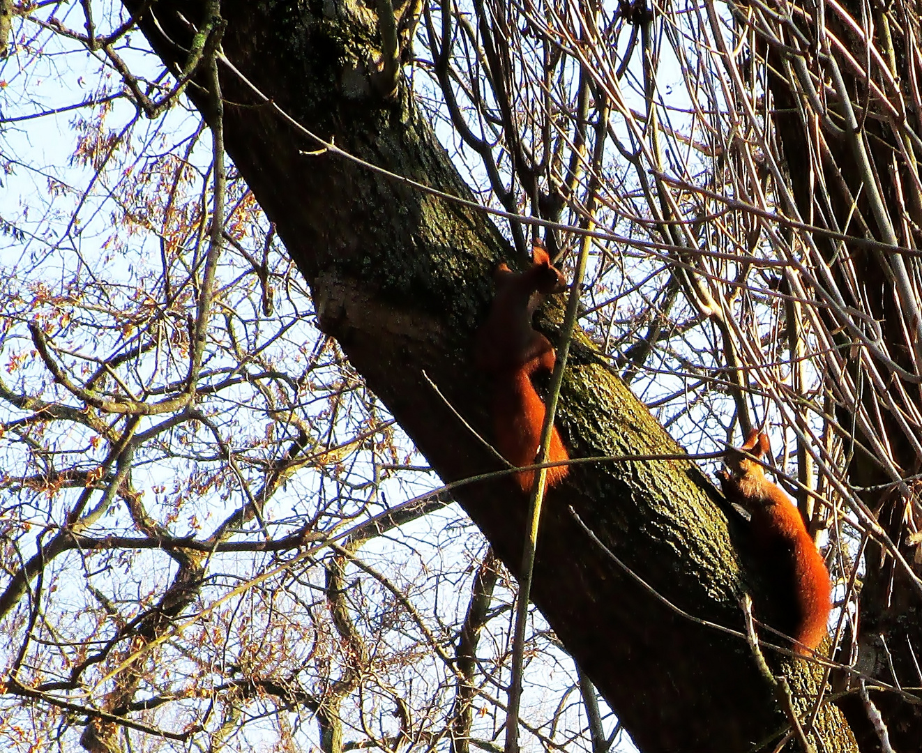 werbendes Eichhörnchen