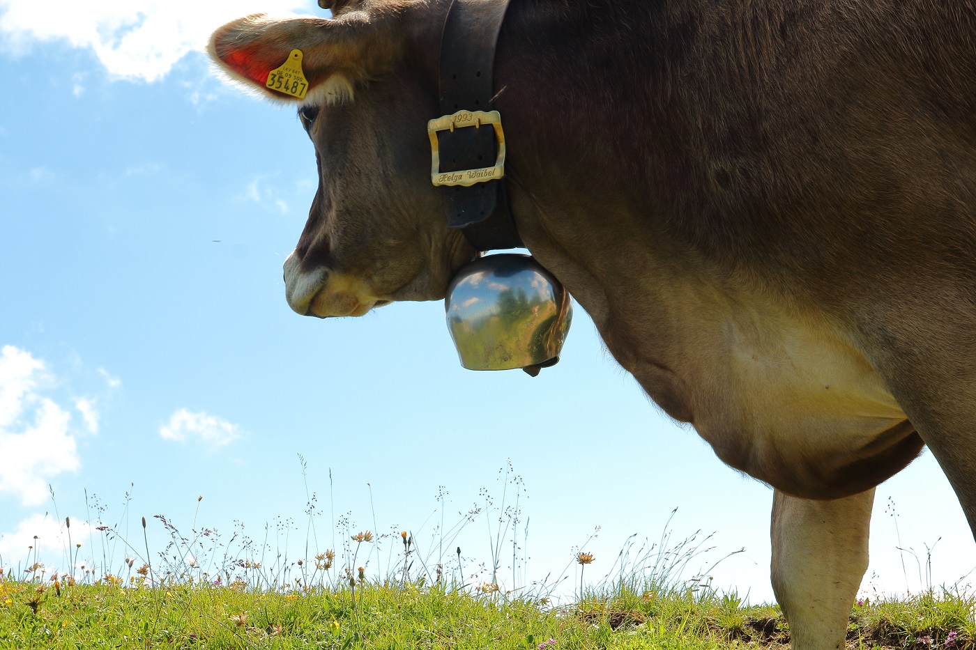 Werbeträger Allgäu