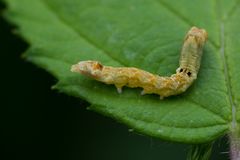 Werde ich ein Schmetterling????? - ja, ein Rosen-Eulenspinner