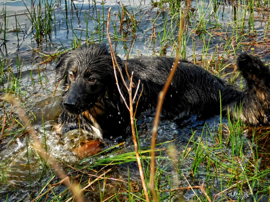 Werde ich jetzt Seehund ?