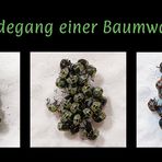 Werdegang einer Baumwanze