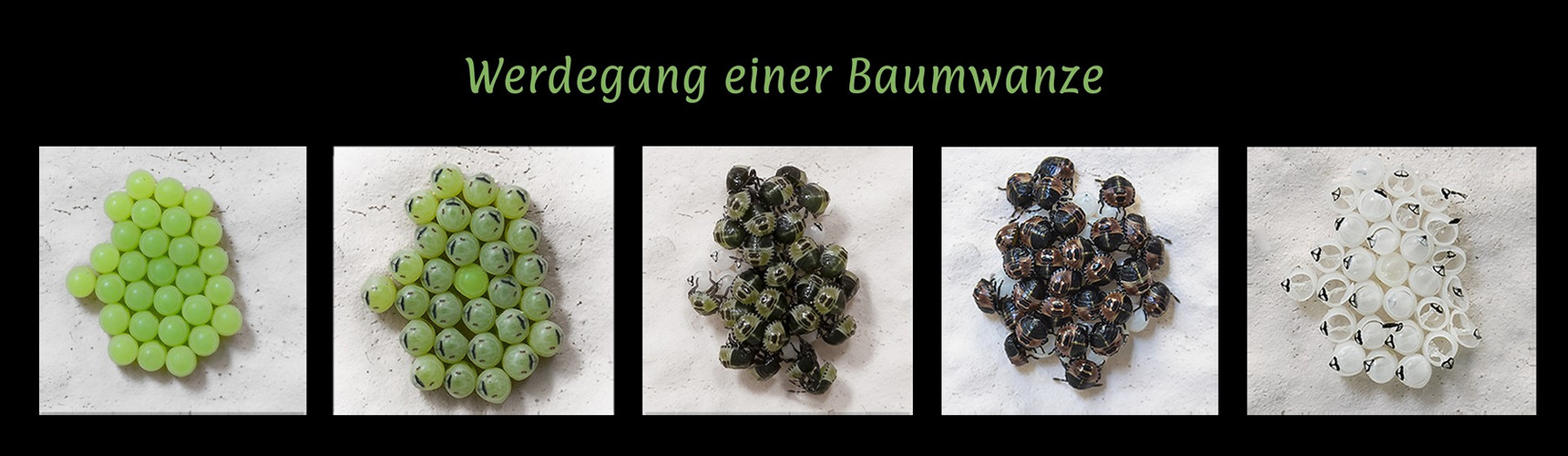 Werdegang einer Baumwanze