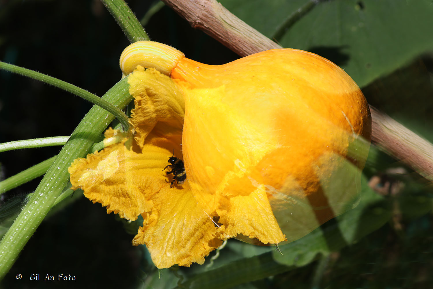 Werdegang von der Blüte zur Frucht