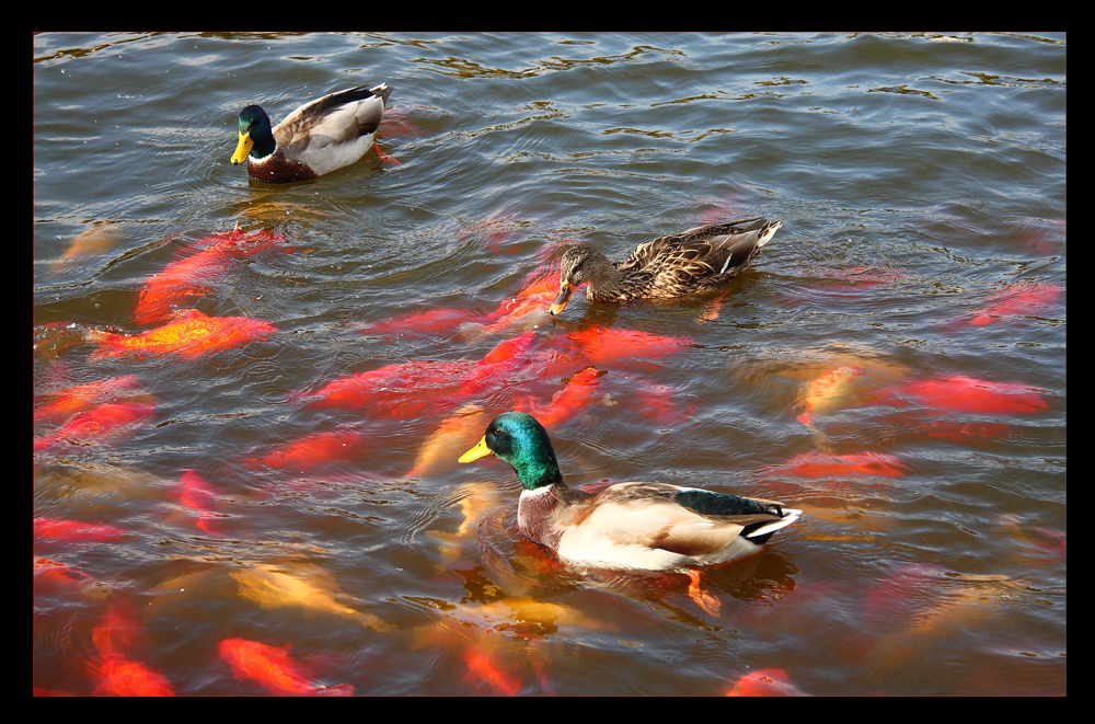 Werden Enten mit Goldfischen gefüttert?