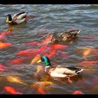 Werden Enten mit Goldfischen gefüttert?