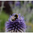 werden Hummeln von anderen Insekten gemobbt...