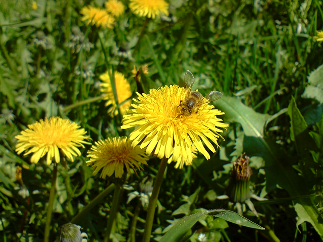 Werden Hummeln von anderen Insekten gemobbt weil sie fett sind?