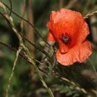 "Werden nun schon wieder weniger" - die Mohnblumen