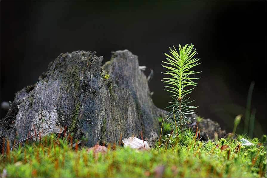 WERDEN UND VERGEHEN