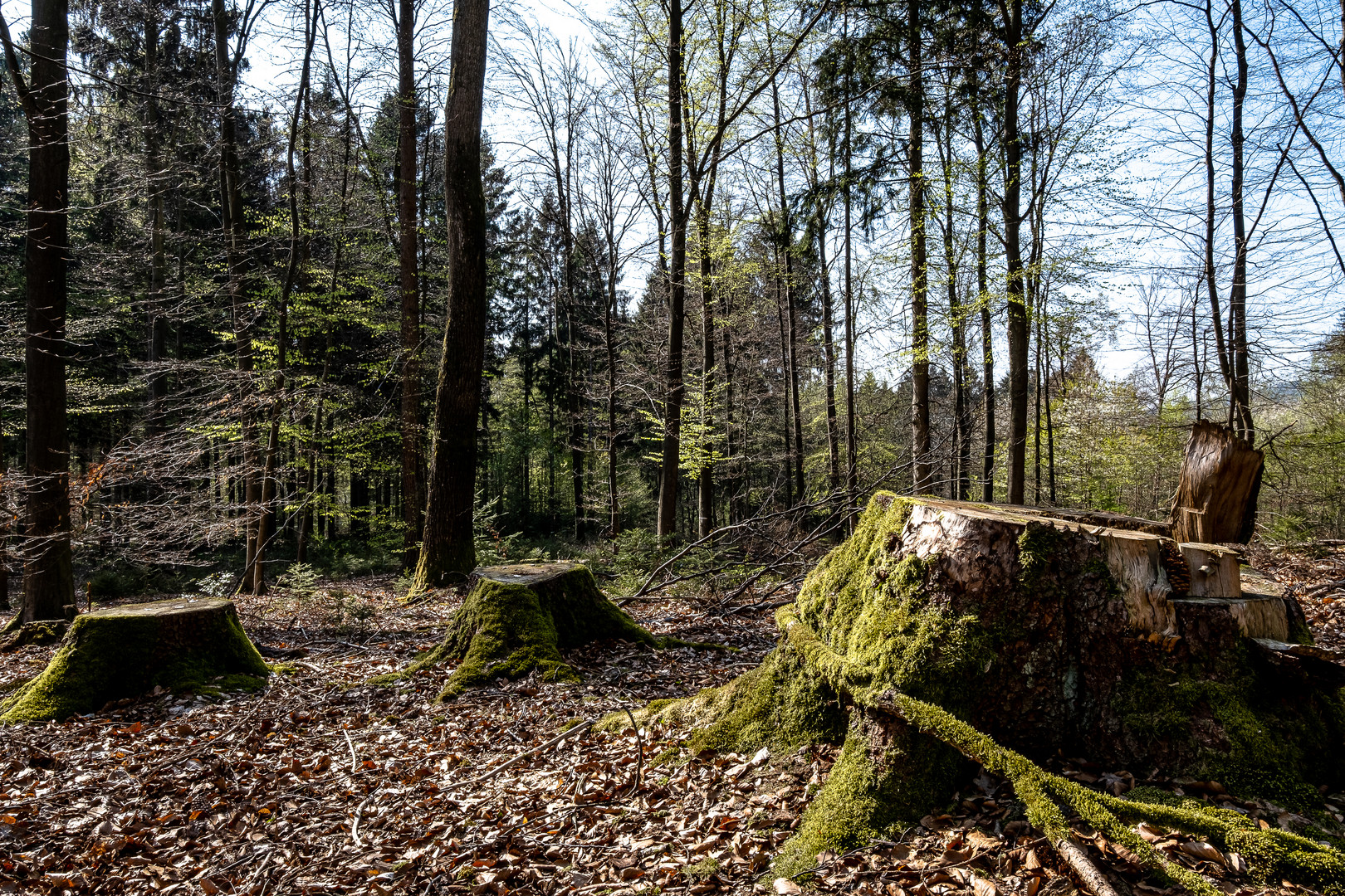 Werden und Vergehen II