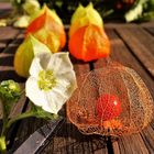 Werden und Vergehen im Herbst (Lampionblume)