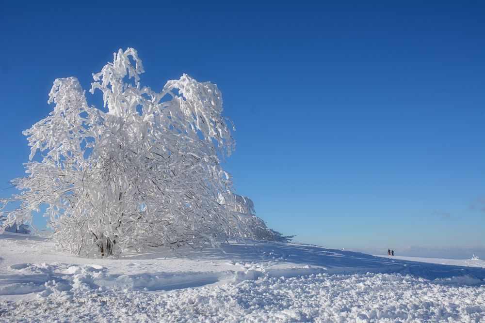 werden WinterTräume war?