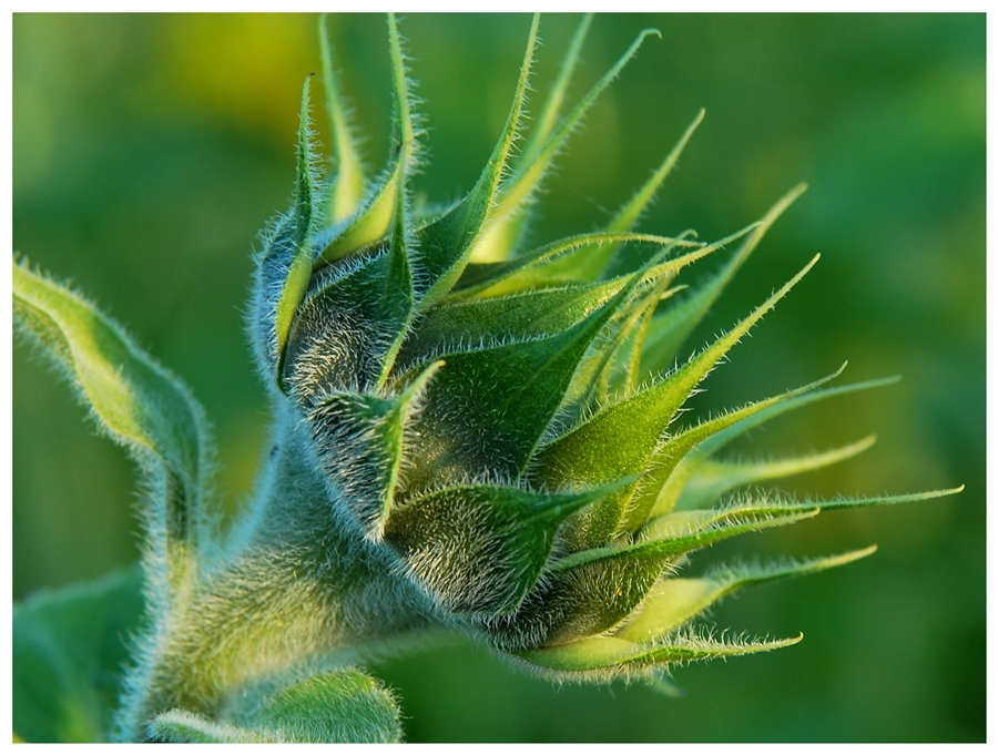 werdende Sonnenblume