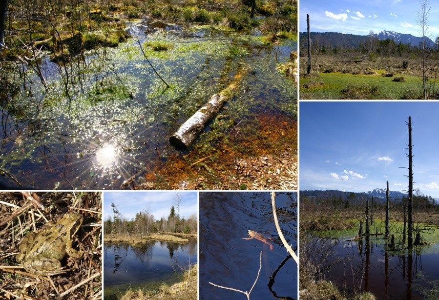 Werdensteiner Moor