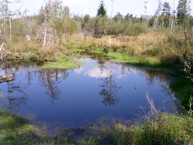 Werdensteinermoor