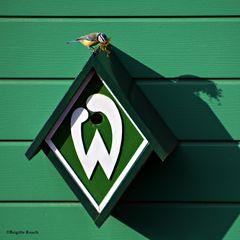 Werder-Meise
