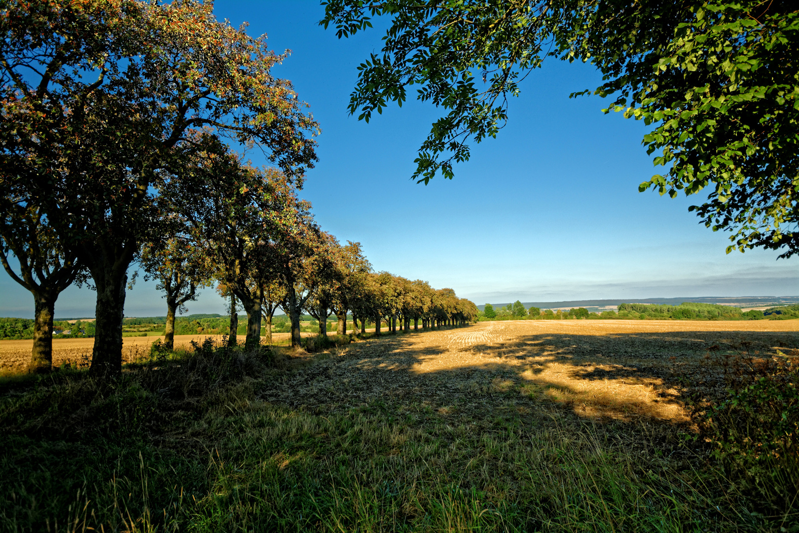 Werdigshäuser Mehlbeerbaumallee im Herbst