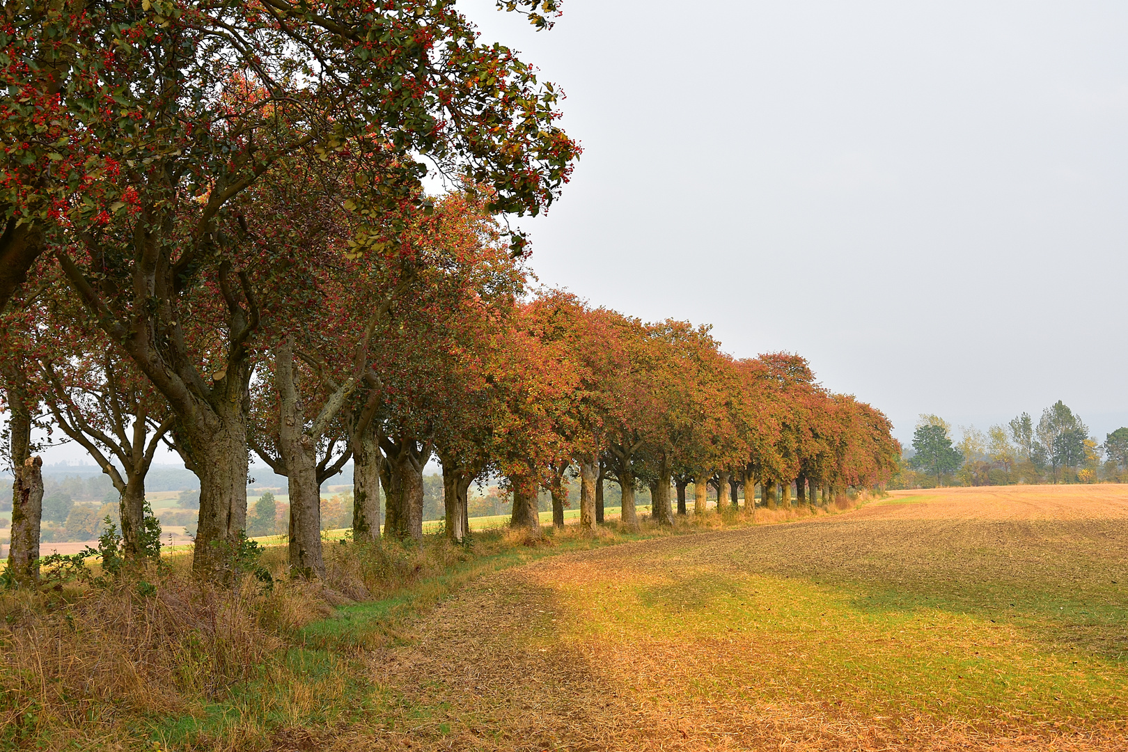 Werdigshäuser Mehlbeerbaumallee im Herbst - III