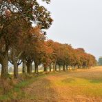 Werdigshäuser Mehlbeerbaumallee im Herbst - III