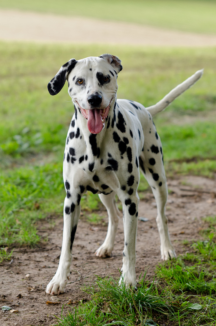 Werf´ doch endlich den Ball...