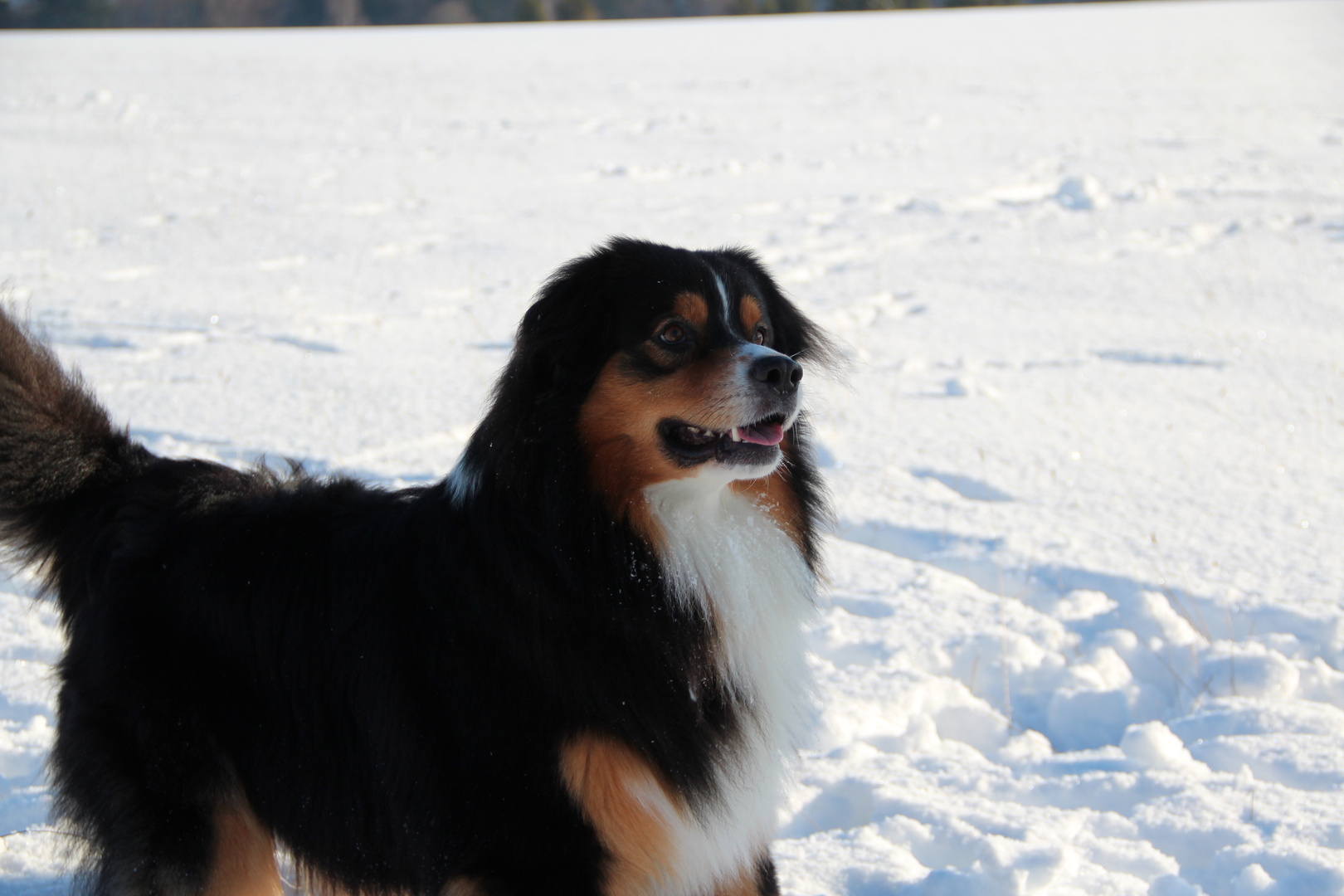 Werf endlich den Schneeball