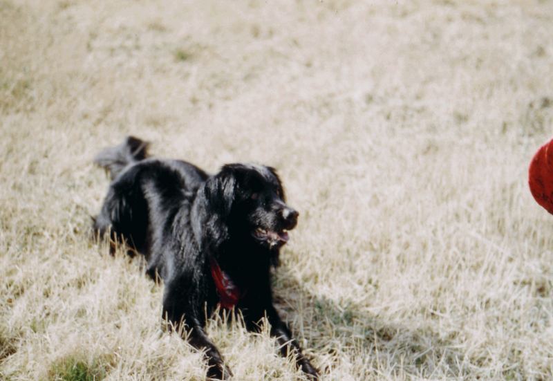 Werf meine Frisbee! Ich warte!