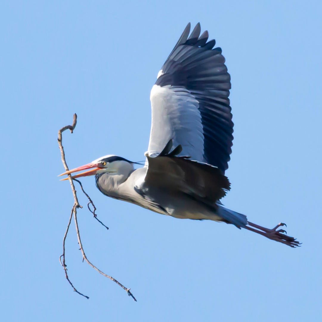 Werken aan nest 