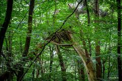 Wernerwald