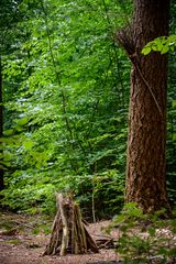 Wernerwald