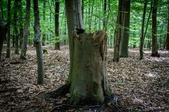 Wernerwald