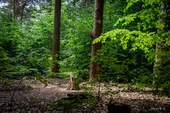 Wernerwald
