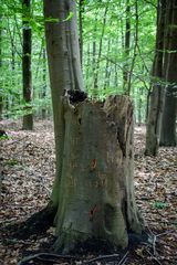 Wernerwald