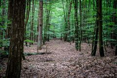 Wernerwald