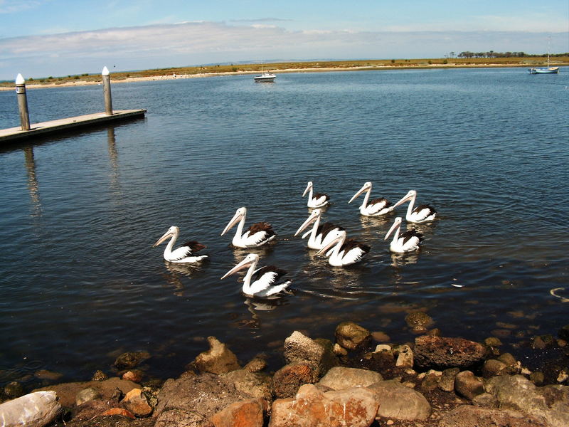 Werribee 2006 - Pelicans