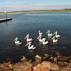 Werribee 2006 - Pelicans