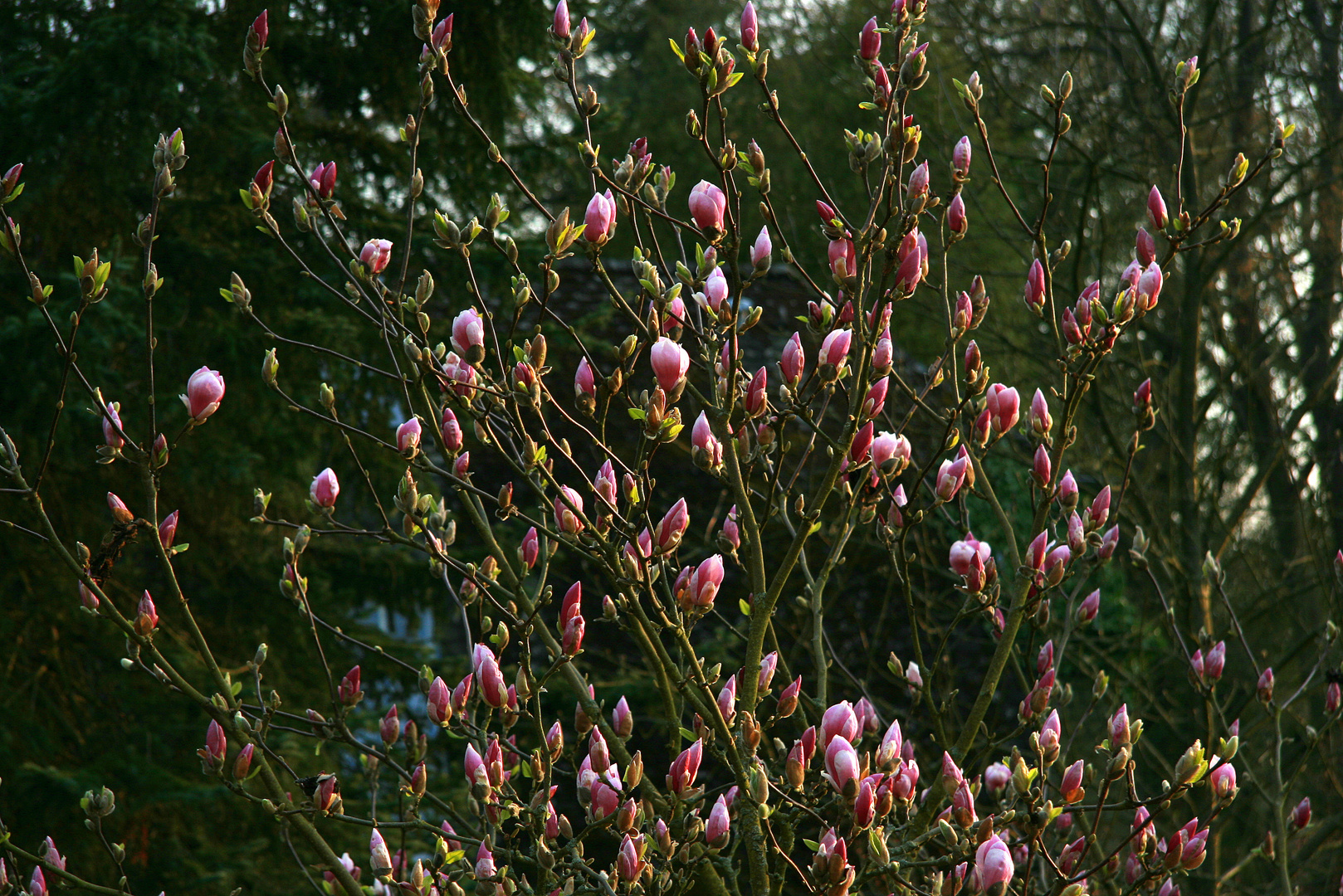 wer's nicht glaubt, : ein BAUM !!