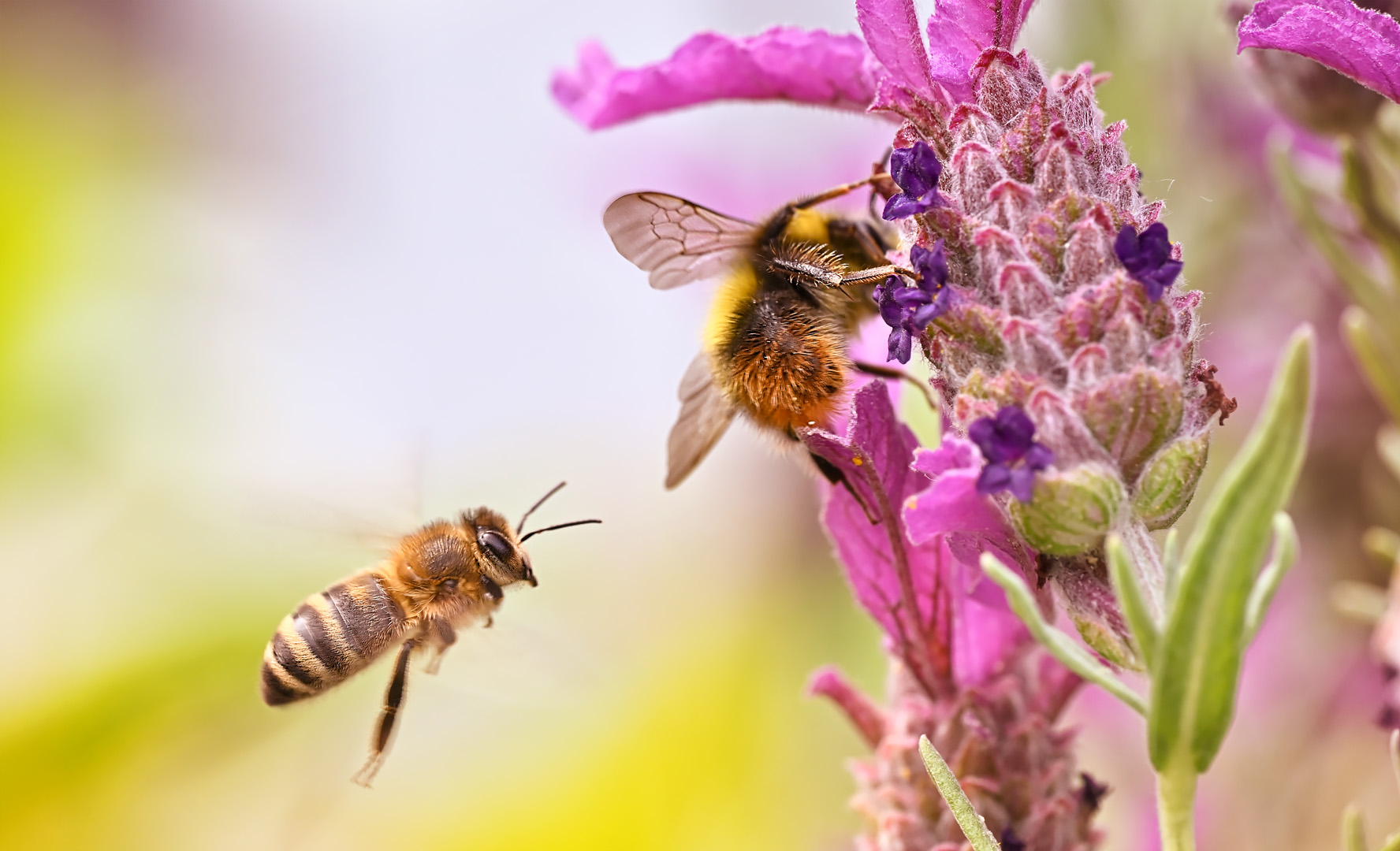 wert hat eigentlich vorfahrt hummel oder biene ...