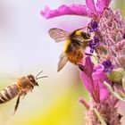 wert hat eigentlich vorfahrt hummel oder biene ...