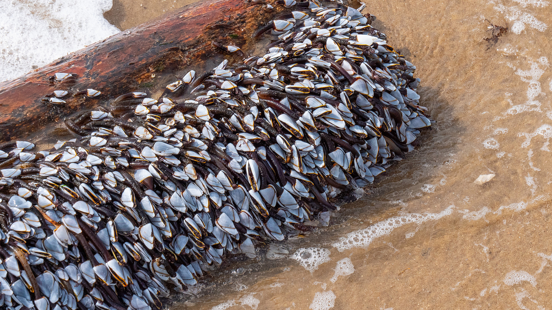 wertvolle Entenmuscheln