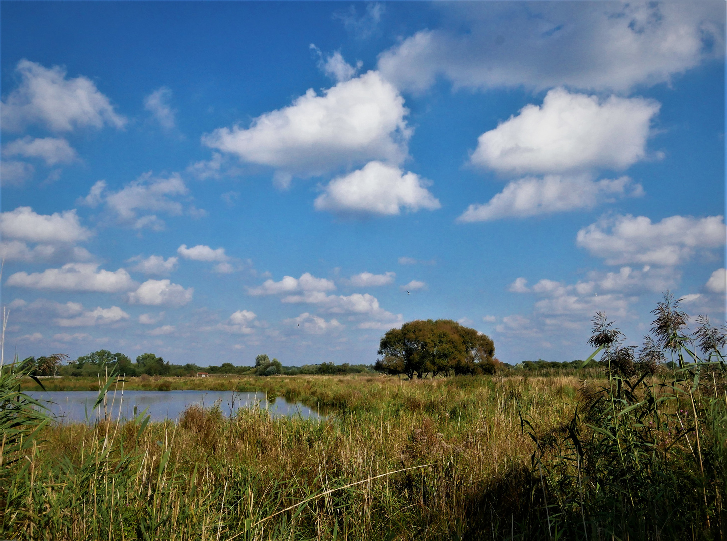 Wertvolle Naturidylle - Die Rieselfelder in Münster