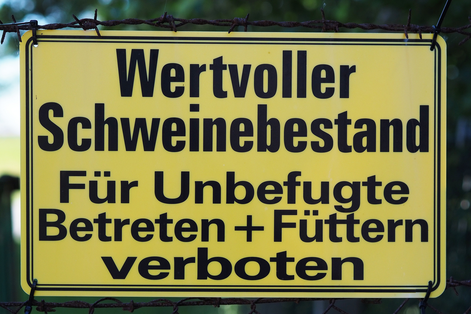 Wertvoller Schweinebestand