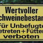 Wertvoller Schweinebestand